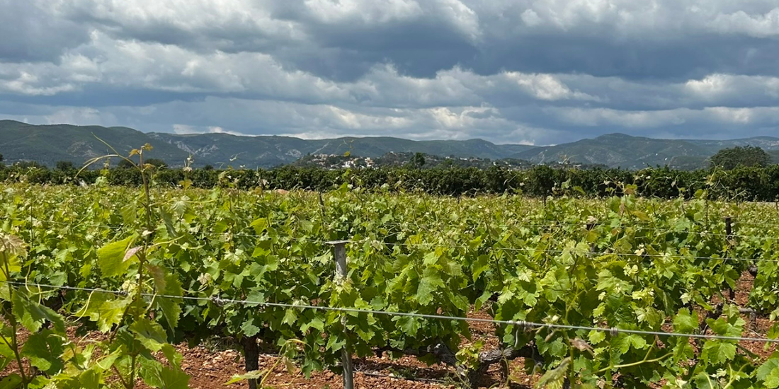 Mediterranean climate and its impact on wine: How sun, sea, and winds create wines with a unique character