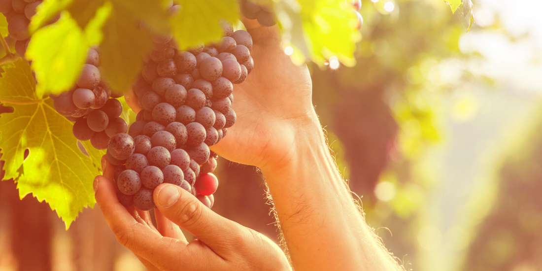 Harvest Season in Spain: A Mediterranean Tradition in Valencia
